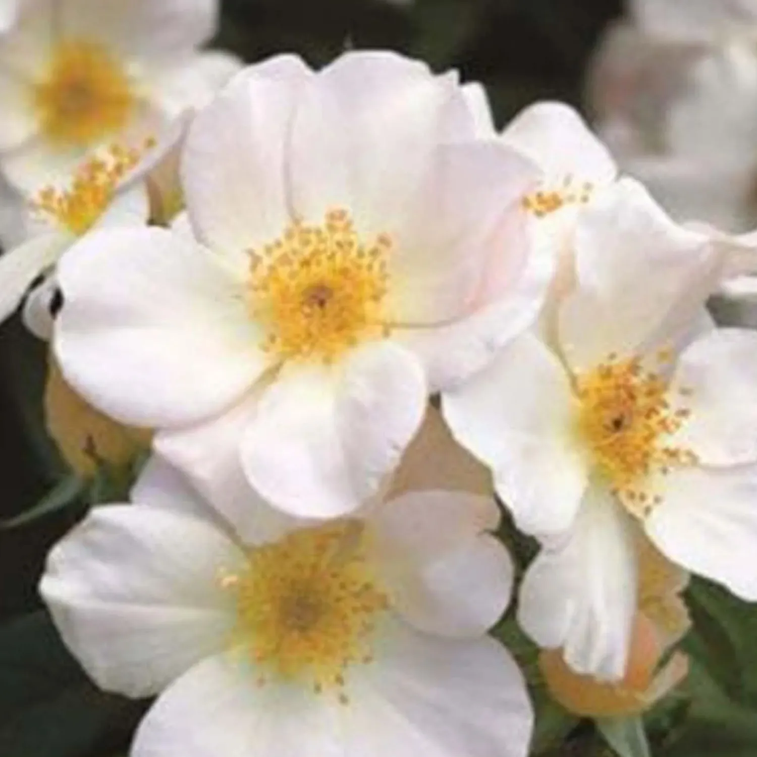 sally_holmes___gallon_0.webp Sally Holmes - 15 Gallon>Roger's Gardens Online