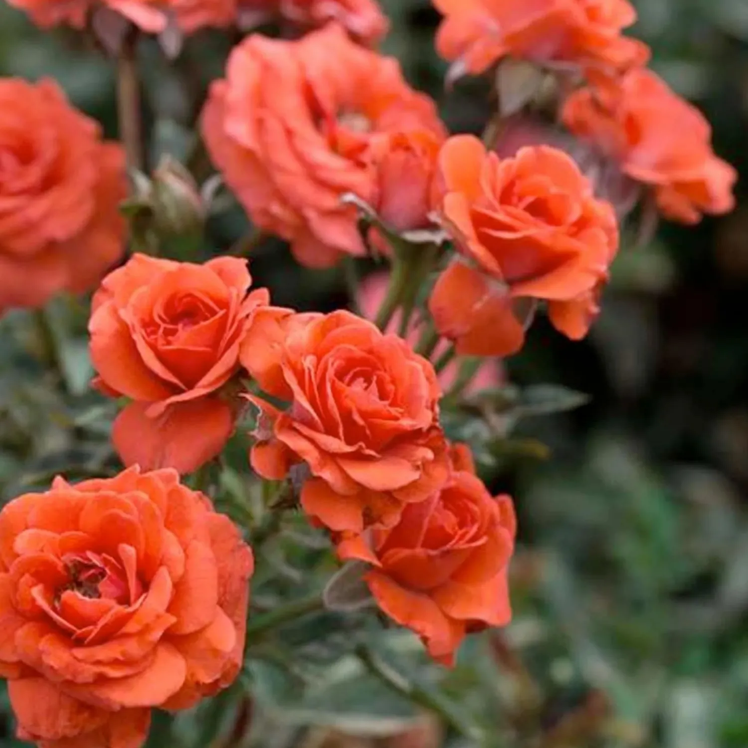 salmon_sunblaze__mini___gallon_0.webp Salmon Sunblaze - Mini - 3 Gallon>Roger's Gardens Hot
