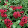 Salvia 'Heatwave Blaze' Pp - Autumn Sage - 1 Gallon>Roger's Gardens New