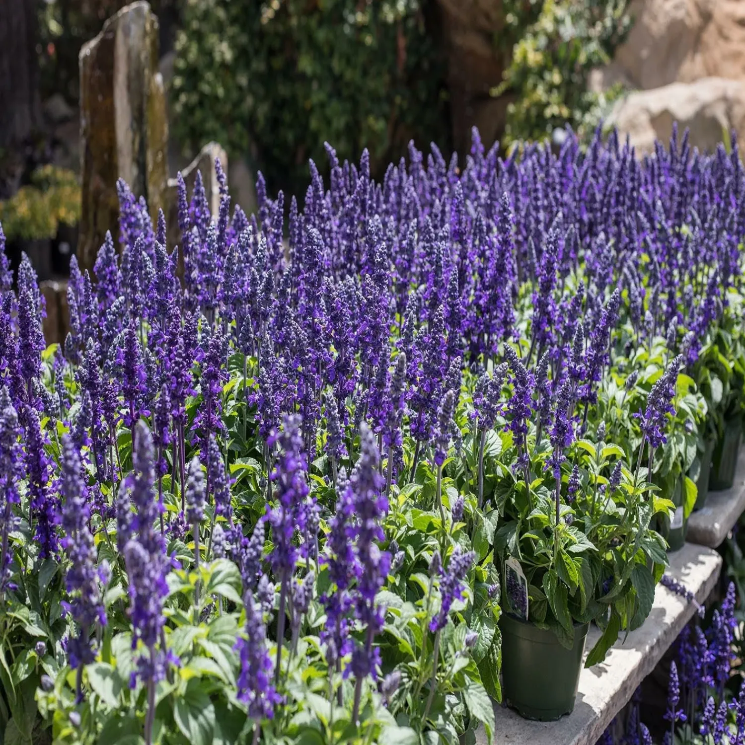 salvia_mysty__mysty_blue_salvia_sage___inch_0.webp Salvia 'Mysty' - Mysty Blue Salvia (Sage) - 6 Inch>Roger's Gardens Hot