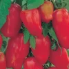 San Marzano Lungo - 4" Pot>Roger's Gardens New