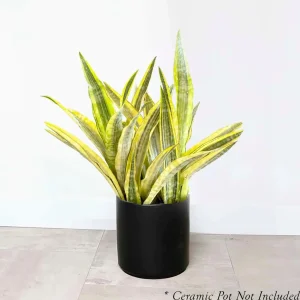 Sansevieria 'Gold Dust' - Snake Plant - 10
