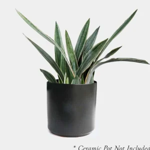 Sansevieria Sayurii - Snake Plant - 8