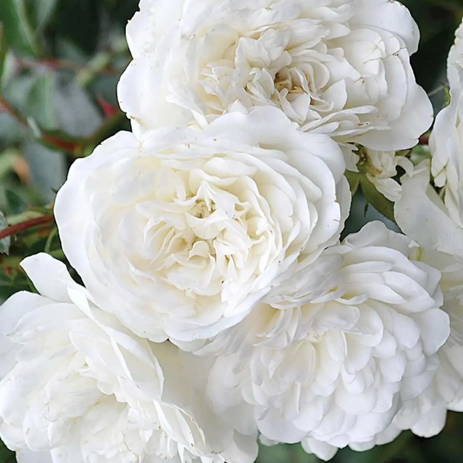 sea_foam___gallon_0.webp Sea Foam - 5 Gallon>Roger's Gardens Sale