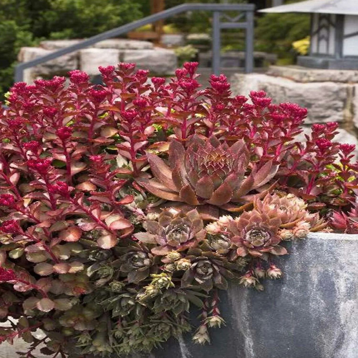 sedum_bronze_carpet__bronze_carpet_sedum___gallon_0.webp Sedum 'Bronze Carpet' - Bronze Carpet Sedum - 1 Gallon>Roger's Gardens Store