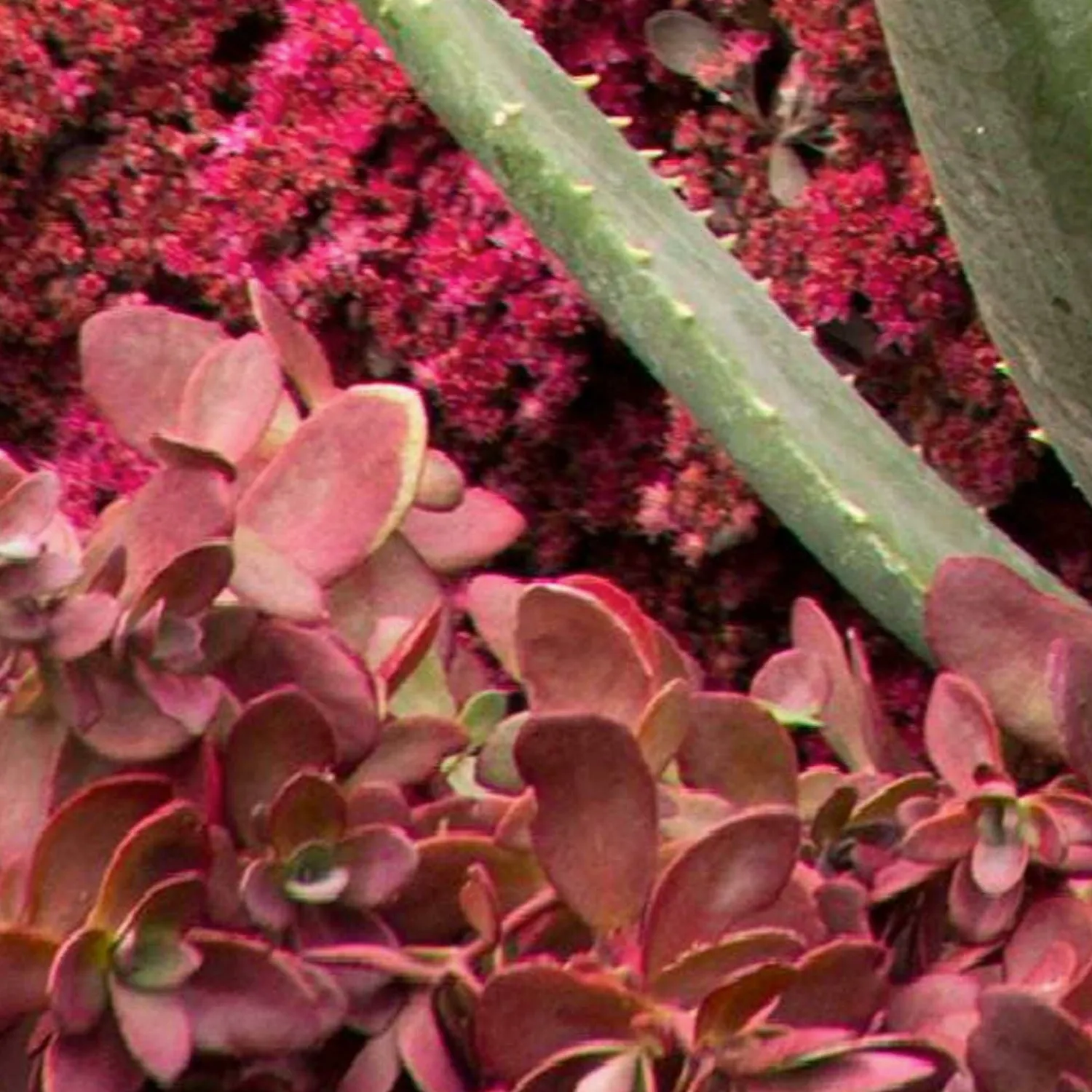 sedum_fire_cracker_pp__fire_cracker_sedum___gallon_0.webp Sedum 'Fire Cracker'® Pp - Fire Cracker Sedum - 1 Gallon>Roger's Gardens Hot