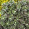 Sedum 'sparkler Lime Zinger'® Pp - Lime Zinger Stonecrop - 1 Gallon>Roger's Gardens Hot