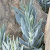Senecio 'Mt Everest' Pp - Mount Everest Big Blue Chalksticks - 2 Gallon>Roger's Gardens Fashion