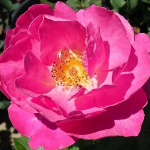 Shining Moment - 5 Gallon>Roger's Gardens Outlet