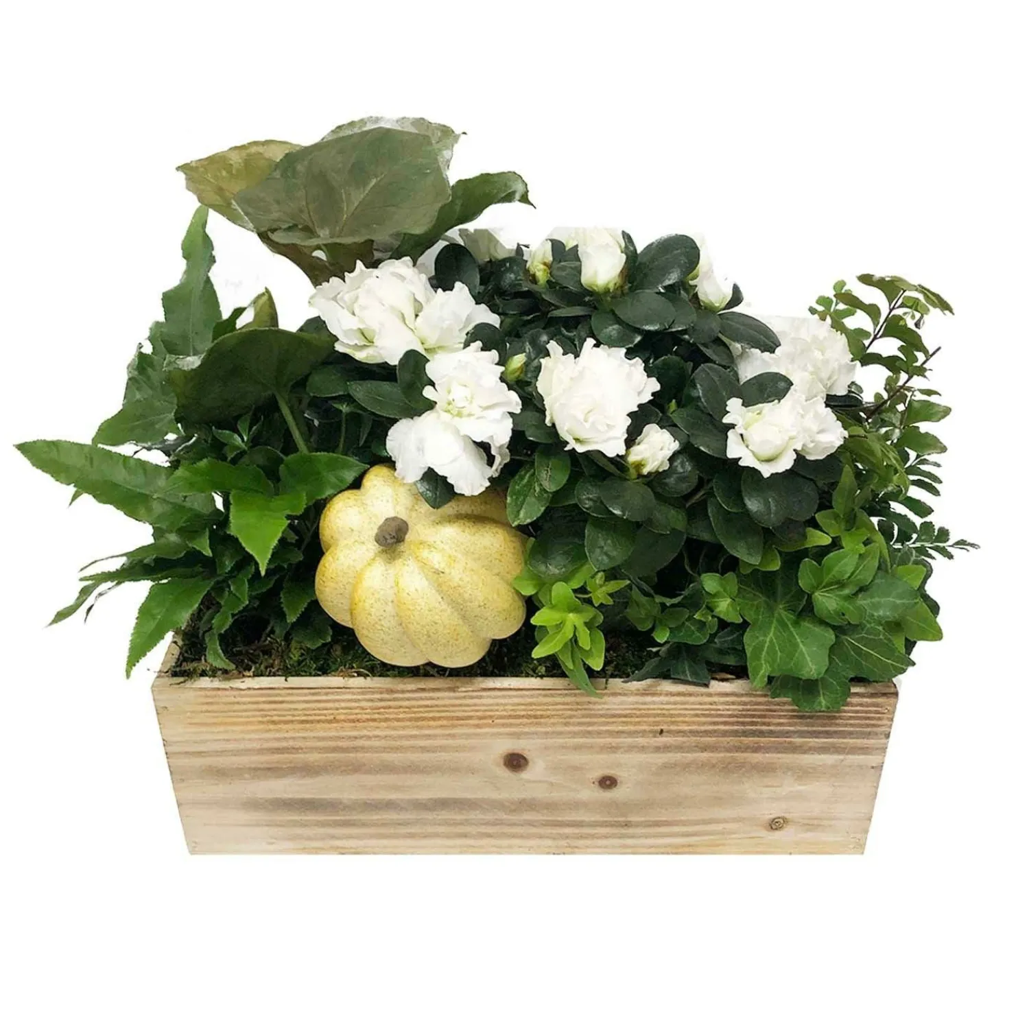 small_white_autumn_long_and_low_living_centerpiece_0.webp Small White Autumn Long And Low Living Centerpiece>Roger's Gardens Clearance
