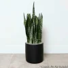 Snake Plant -Sansevieria Zeylanica - 8In>Roger's Gardens Cheap