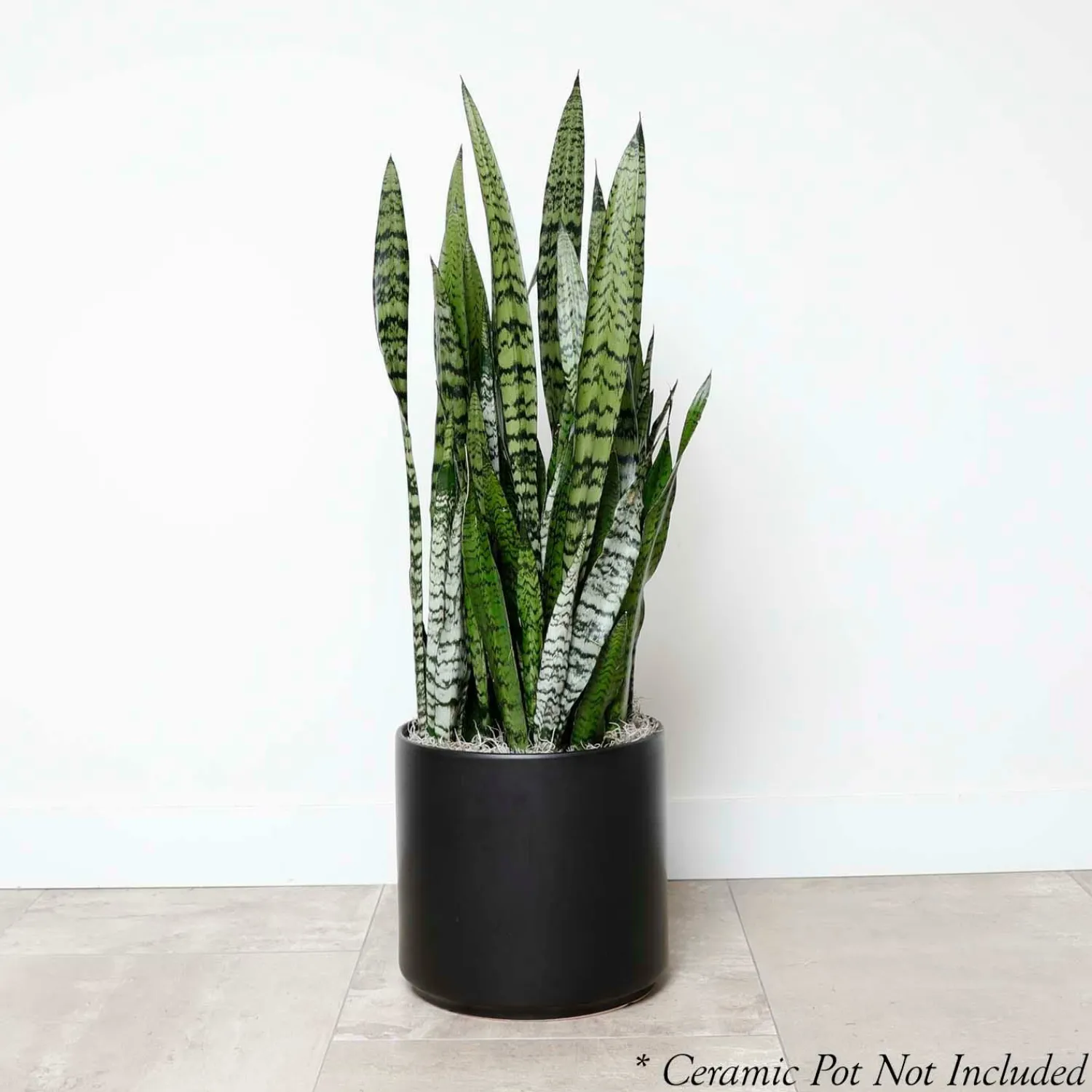 snake_plant_sansevieria_zeylanica__in_0.webp Snake Plant -Sansevieria Zeylanica - 10In>Roger's Gardens Outlet
