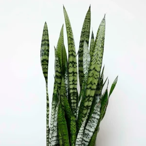 Snake Plant -Sansevieria Zeylanica - 10In>Roger's Gardens Outlet