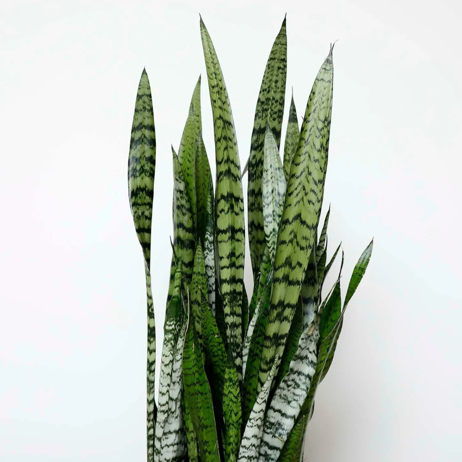 snake_plant_sansevieria_zeylanica__in_1.webp Snake Plant -Sansevieria Zeylanica - 10In>Roger's Gardens Outlet