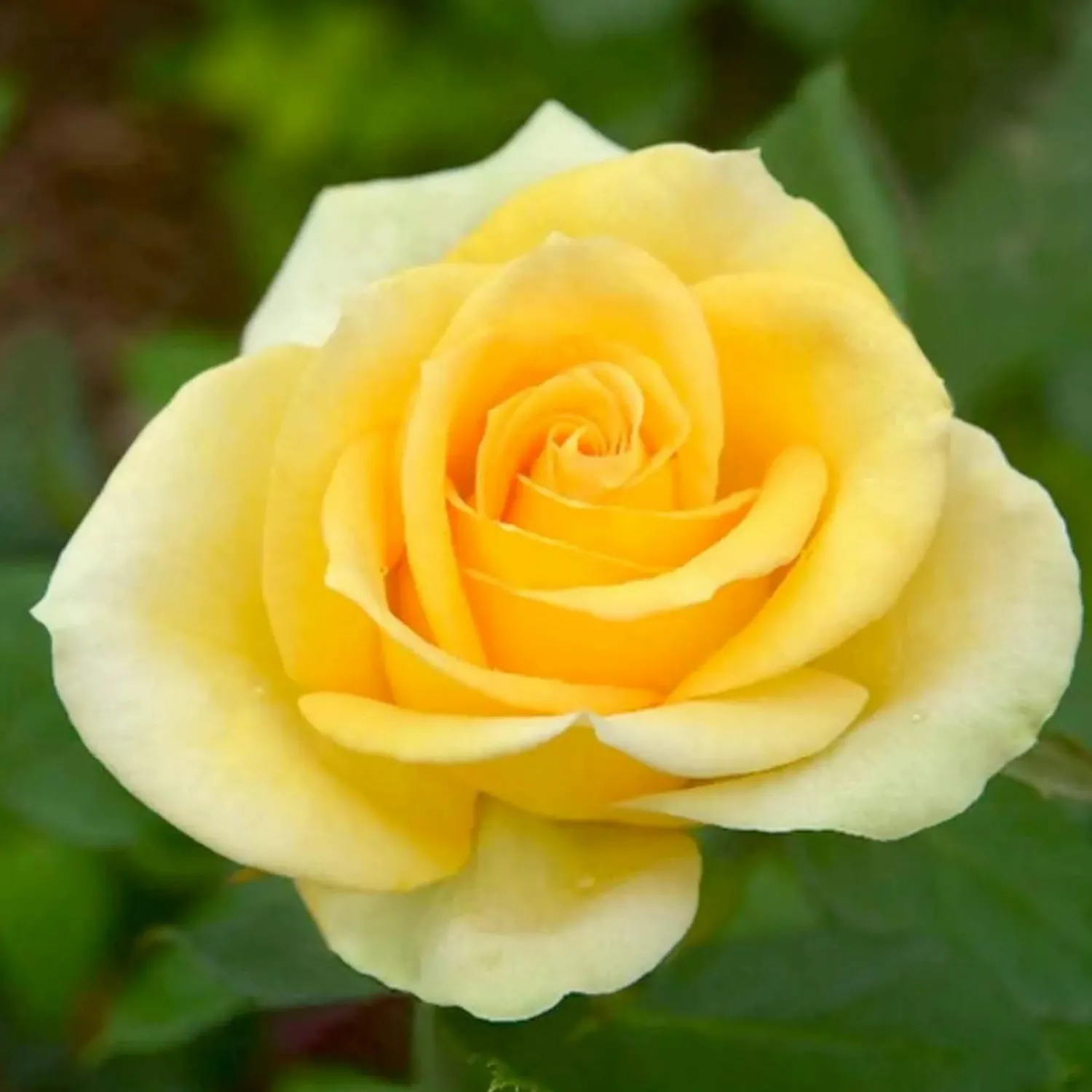 st_patrick___gallon_0.webp St. Patrick - 15 Gallon>Roger's Gardens Best