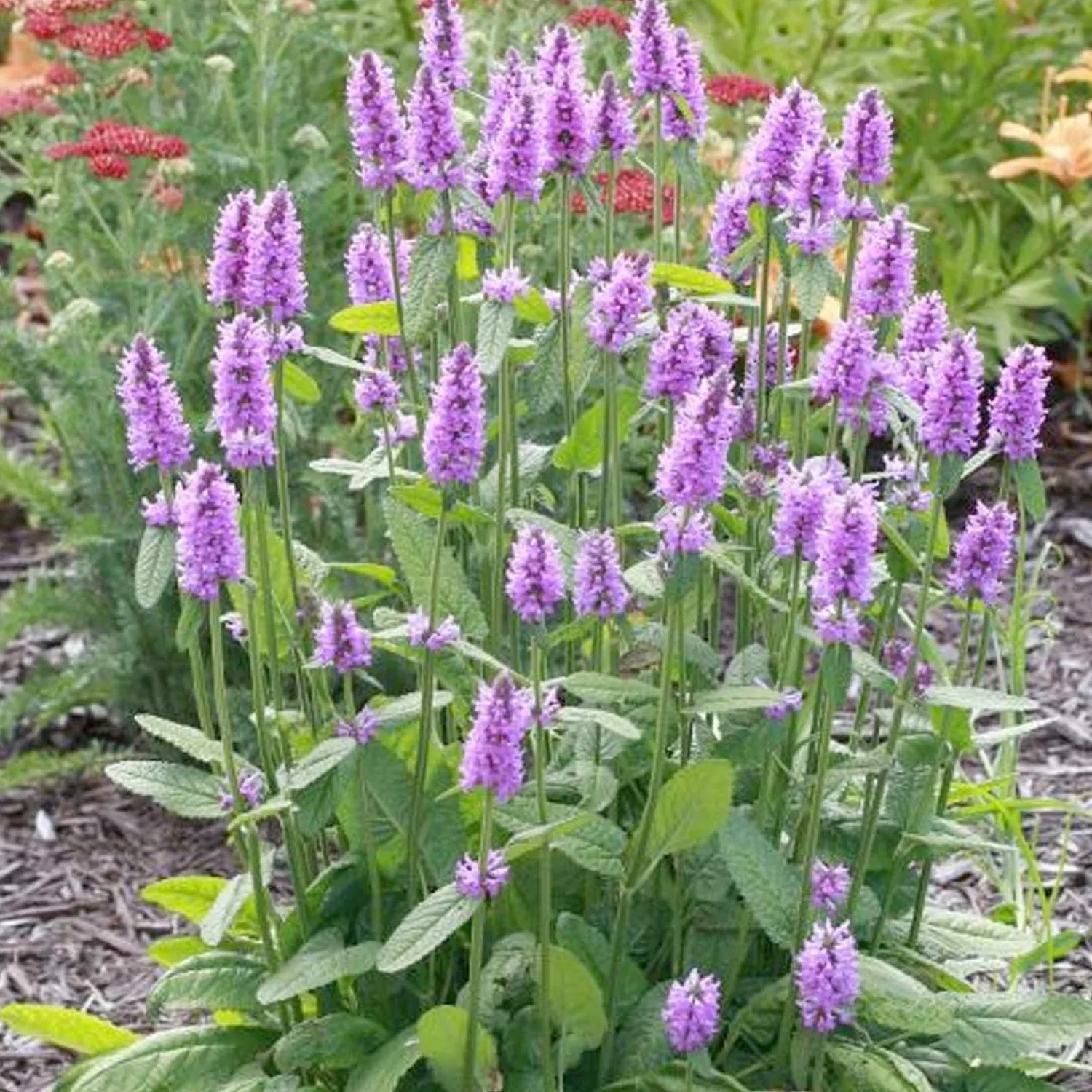 stachys_officinalis_hummelo__hummelo_betony___gallon_0.webp Stachys Officinalis 'Hummelo' - Hummelo Betony - 1 Gallon>Roger's Gardens Sale
