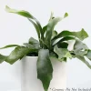 Staghorn Fern - 8" Pot>Roger's Gardens Store