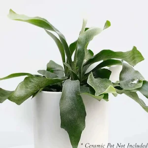 Staghorn Fern - 8" Pot>Roger's Gardens Store