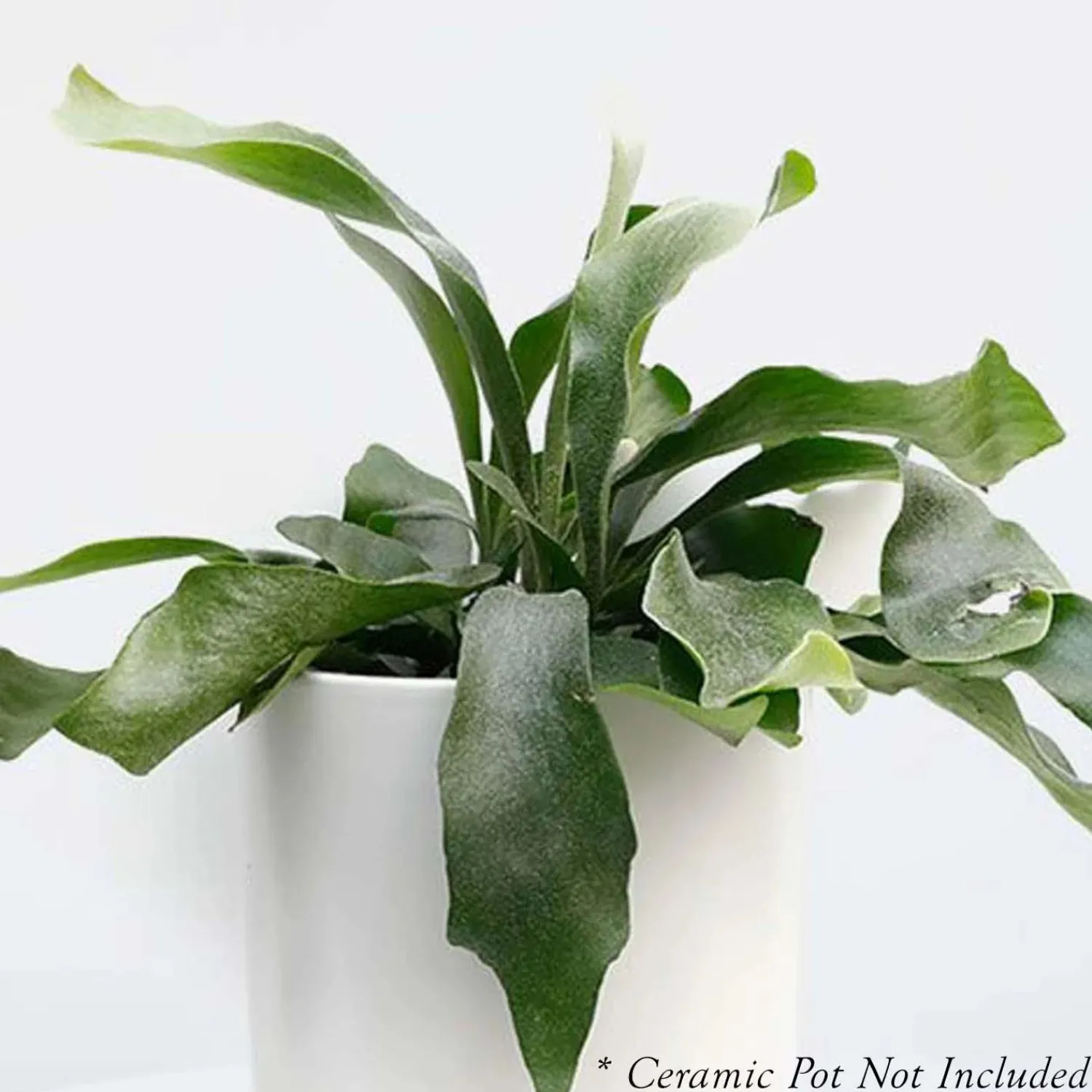 staghorn_fern___pot_0.webp Staghorn Fern - 8" Pot>Roger's Gardens Store