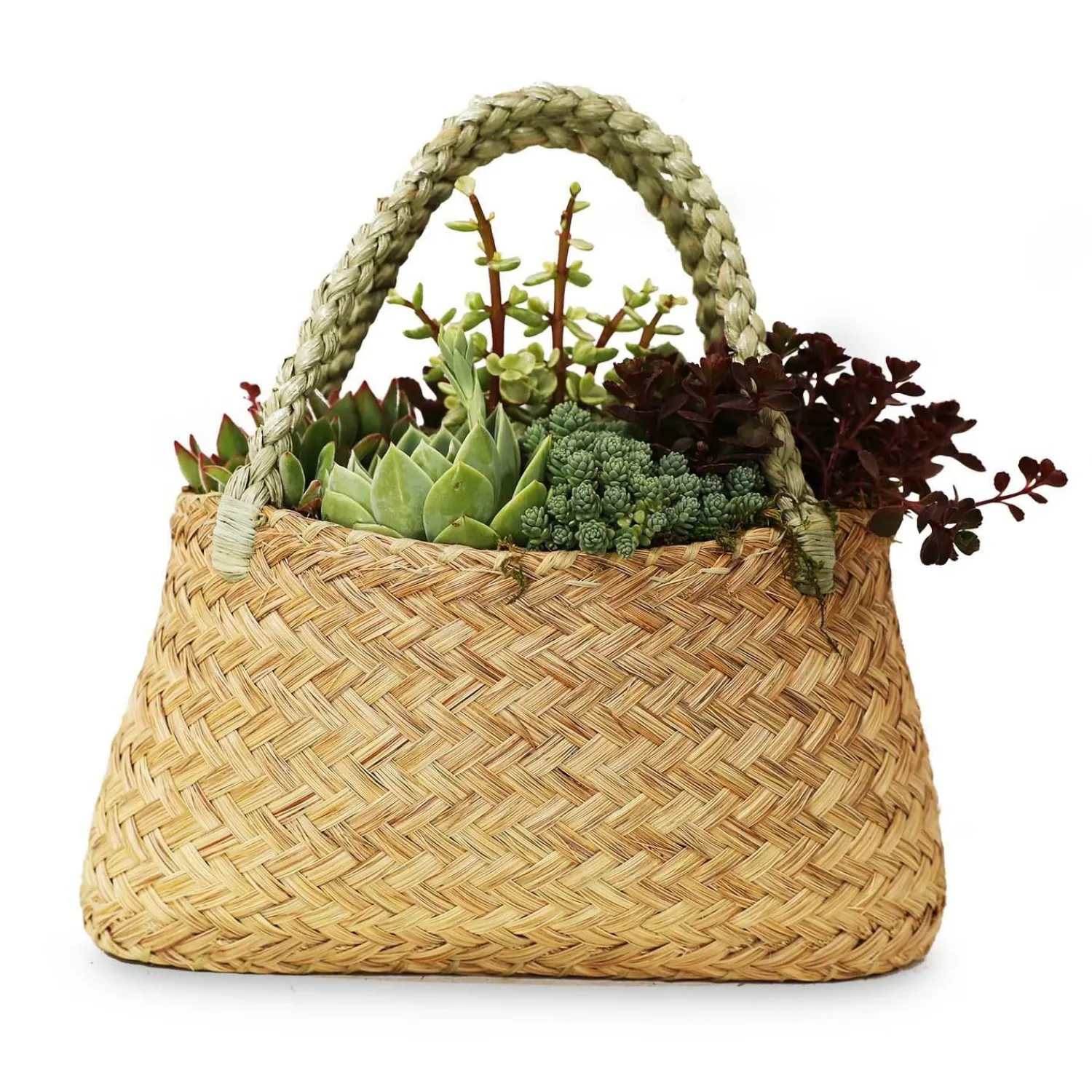 succulents_in_large_grass_purse_0.webp Succulents In Large Grass Purse>Roger's Gardens New