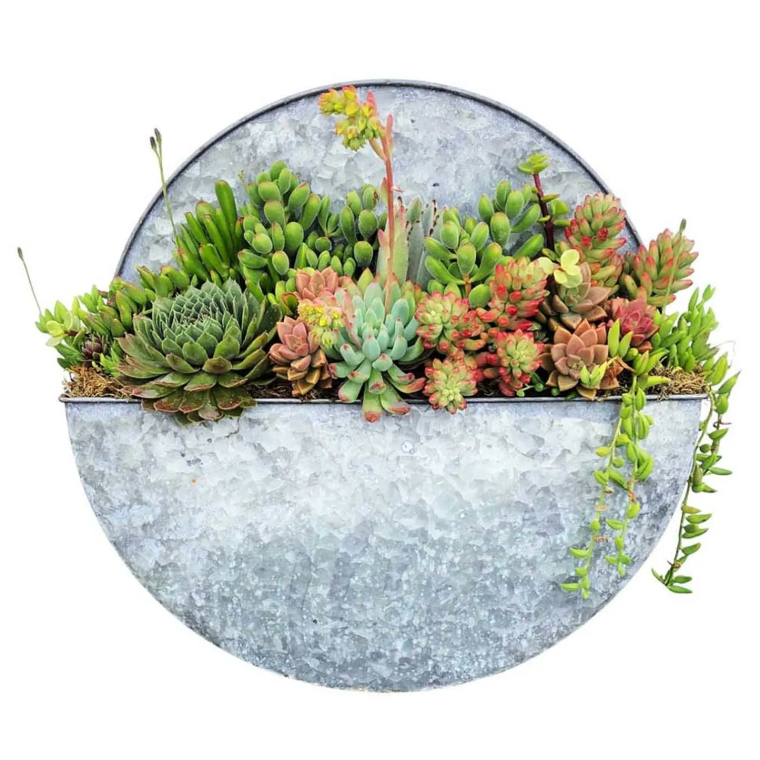 succulents_in_large_round_metal_wall_planter__dia_0.webp Succulents In Large Round Metal Wall Planter - 16"Dia>Roger's Gardens Sale