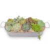 Succulents In Large Zinc Oval Tray>Roger's Gardens Best Sale