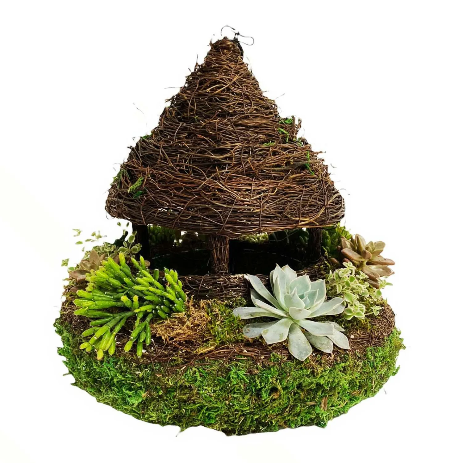 succulents_in_moss_gazebo_0.webp Succulents In Moss Gazebo>Roger's Gardens Sale