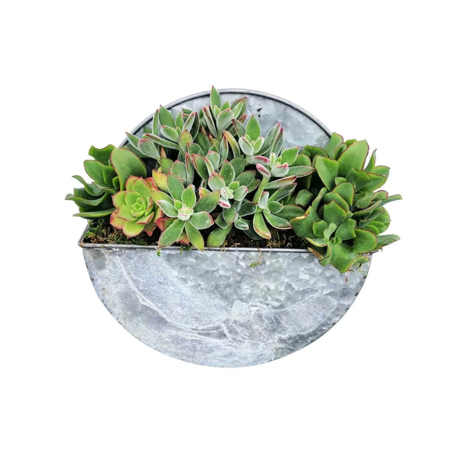 succulents_in_small_round_metal_wall_planter__dia_0.webp Succulents In Small Round Metal Wall Planter - 10"Dia>Roger's Gardens Store