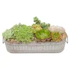 Succulents In Small Zinc Oval Tray>Roger's Gardens Cheap