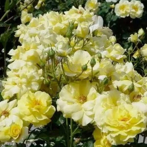Sunflare - 5 Gallon>Roger's Gardens Store