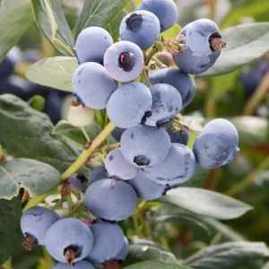 Sunshine Blue Blueberry - 2 Gallon>Roger's Gardens Shop