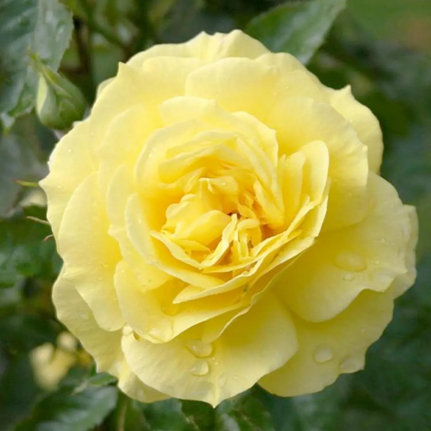 sunsprite___gallon_0.webp Sunsprite - 5 Gallon>Roger's Gardens Clearance