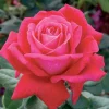 Sweet Spirit - 5 Gallon>Roger's Gardens Flash Sale