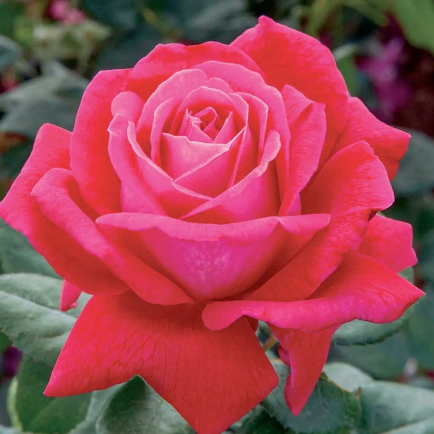 sweet_spirit___gallon_0.webp Sweet Spirit - 5 Gallon>Roger's Gardens Flash Sale