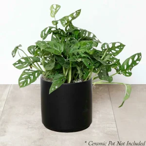 Swiss Cheese Plant - Monstera Adansonii - 8