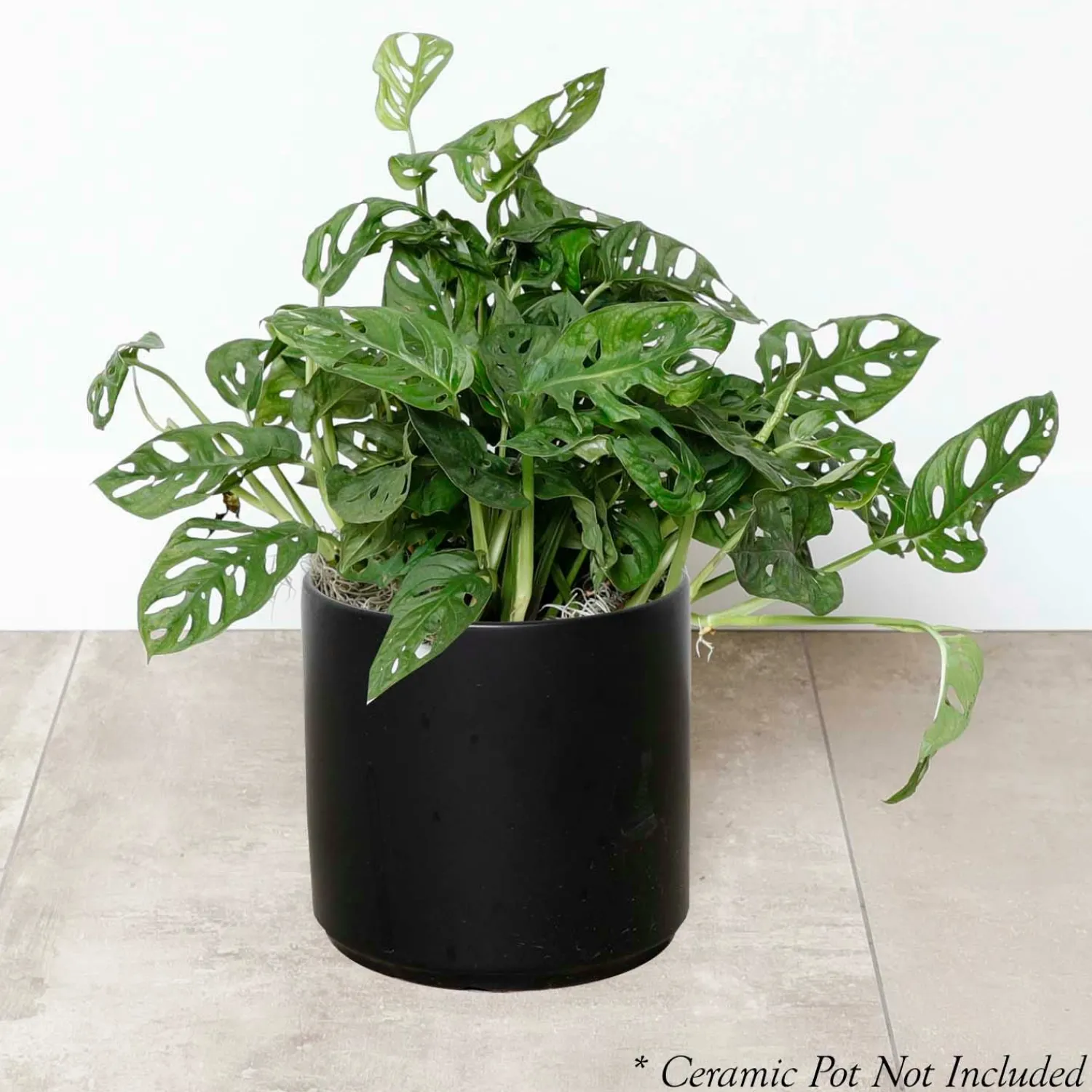 swiss_cheese_plant__monstera_adansonii___pot_0.webp Swiss Cheese Plant - Monstera Adansonii - 8" Pot>Roger's Gardens Sale