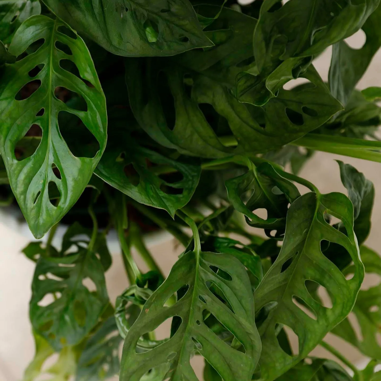 swiss_cheese_plant__monstera_adansonii___pot_1.webp Swiss Cheese Plant - Monstera Adansonii - 8" Pot>Roger's Gardens Sale