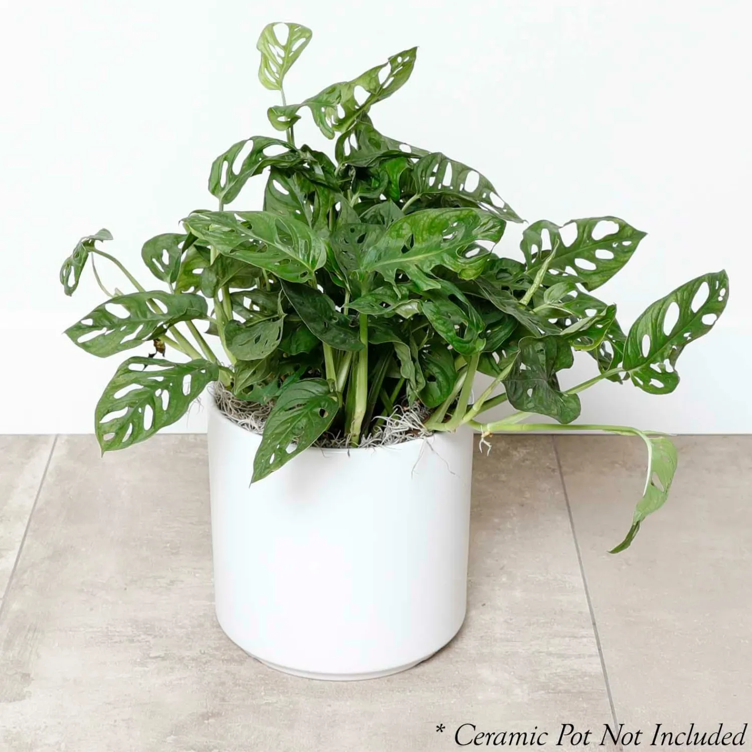 swiss_cheese_plant__monstera_adansonii___pot_2.webp Swiss Cheese Plant - Monstera Adansonii - 8" Pot>Roger's Gardens Sale