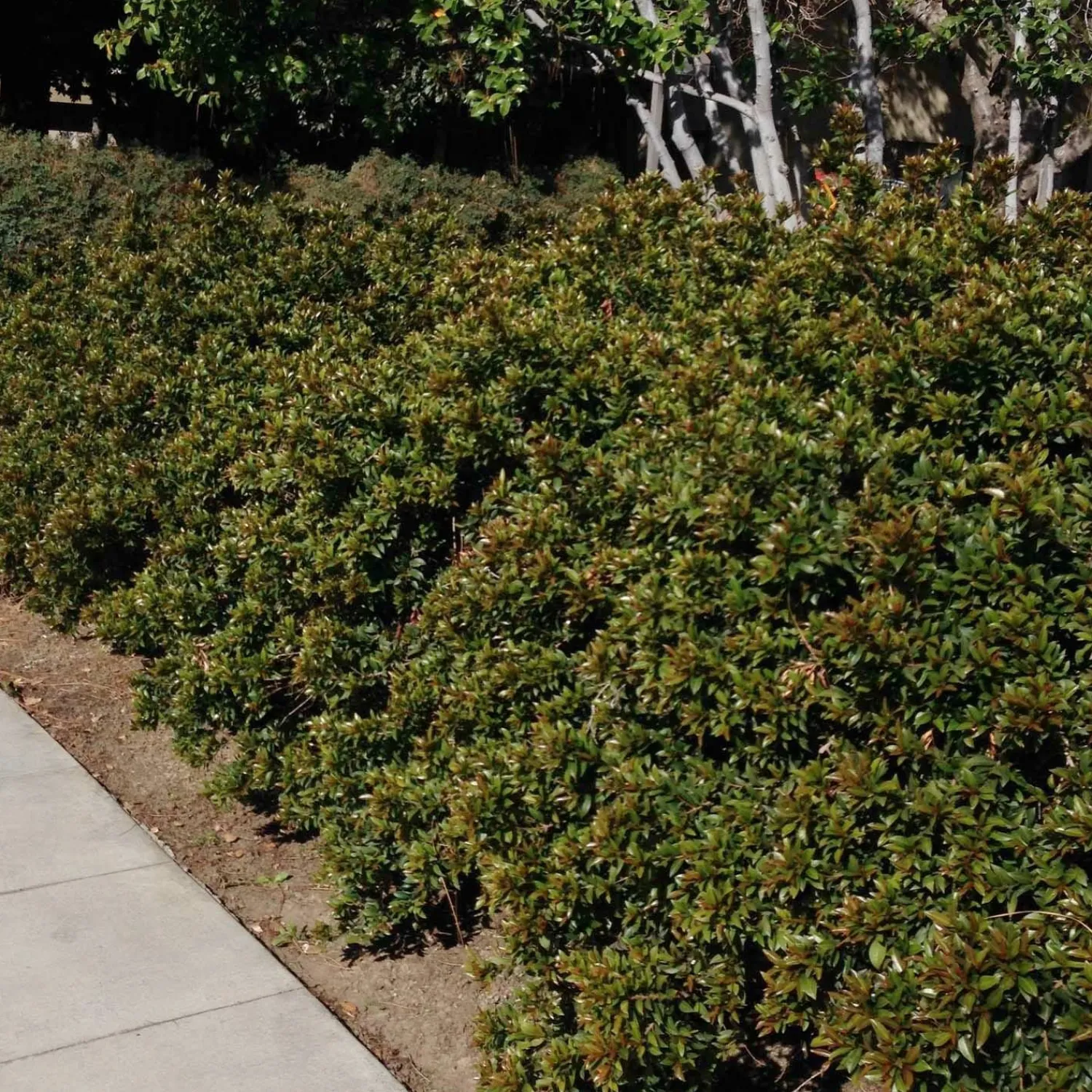syzygium_globulus__brush_cherry___gallon_0-1.webp Syzygium Globulus - Brush Cherry - 5 Gallon>Roger's Gardens Online