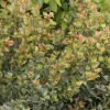 Syzygium 'Orange Twist' - Orange Twist Brush Cherry - 5 Gallon>Roger's Gardens Cheap