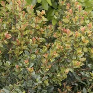 Syzygium 'Orange Twist' - Orange Twist Brush Cherry - 5 Gallon>Roger's Gardens Cheap