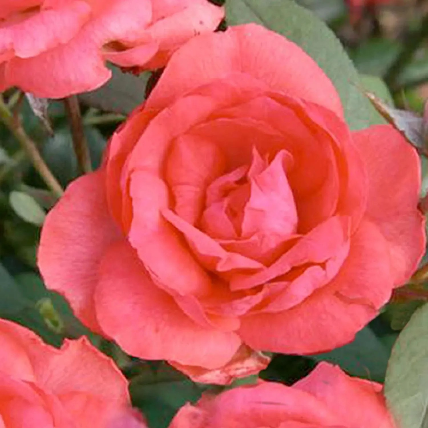 tahitian_treasure___gallon_0.webp Tahitian Treasure - 5 Gallon>Roger's Gardens Clearance