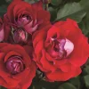 Take It Easy - 5 Gallon>Roger's Gardens Store