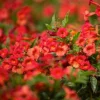 Tecoma 'stans Red Hot' Pp - Red Hot Cape Honeysuckle - 1 Gallon>Roger's Gardens Shop
