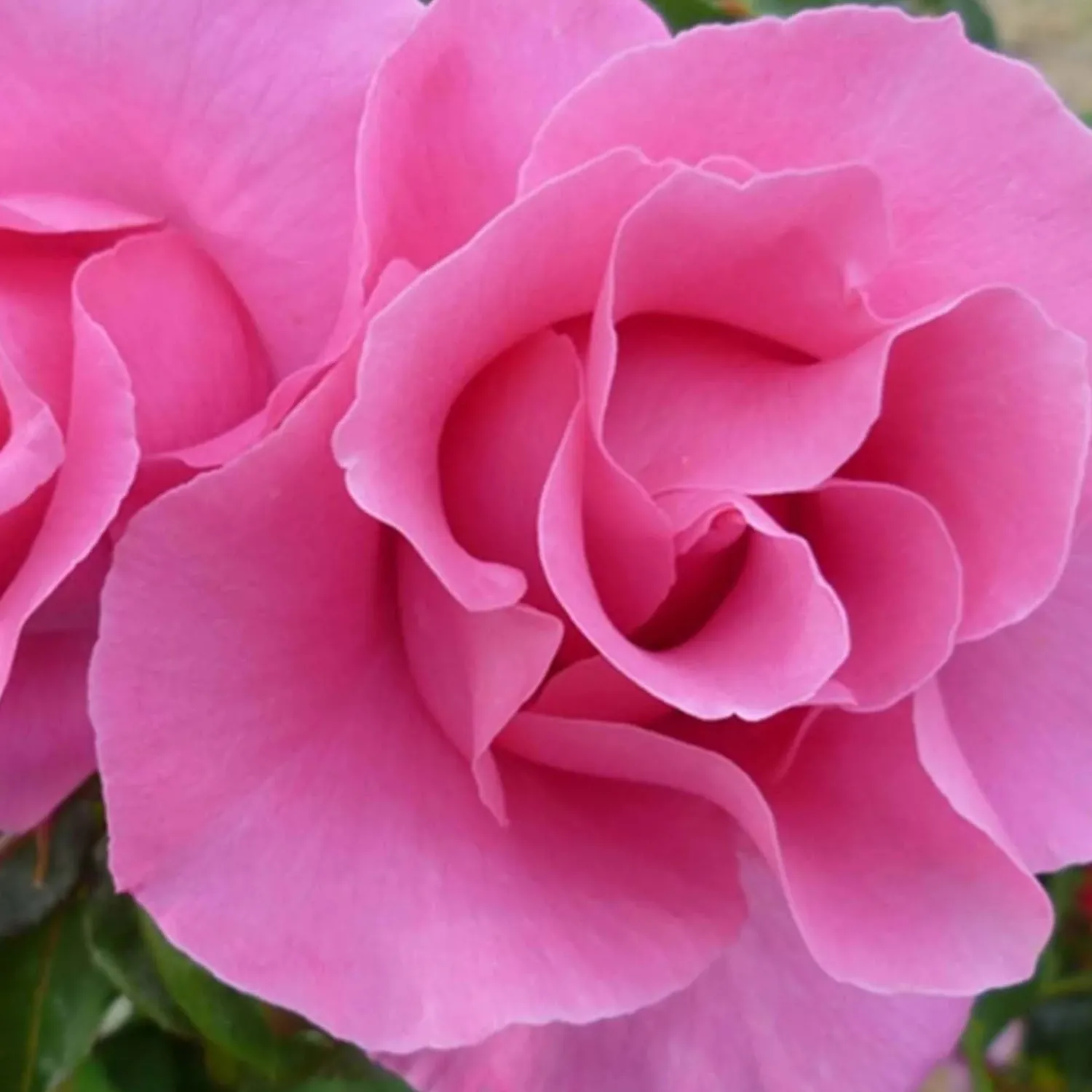 the_mccartney_rose___gallon_0.webp The Mccartney Rose - 5 Gallon>Roger's Gardens New