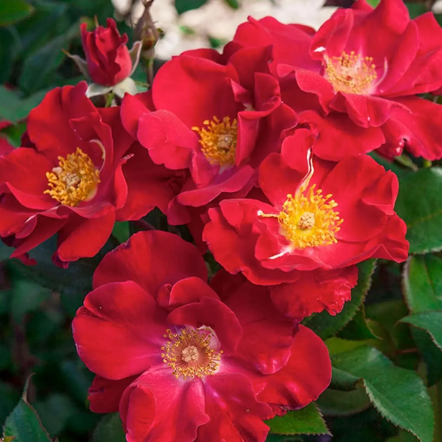 top_gun___gallon_0.webp Top Gun - 5 Gallon>Roger's Gardens Online