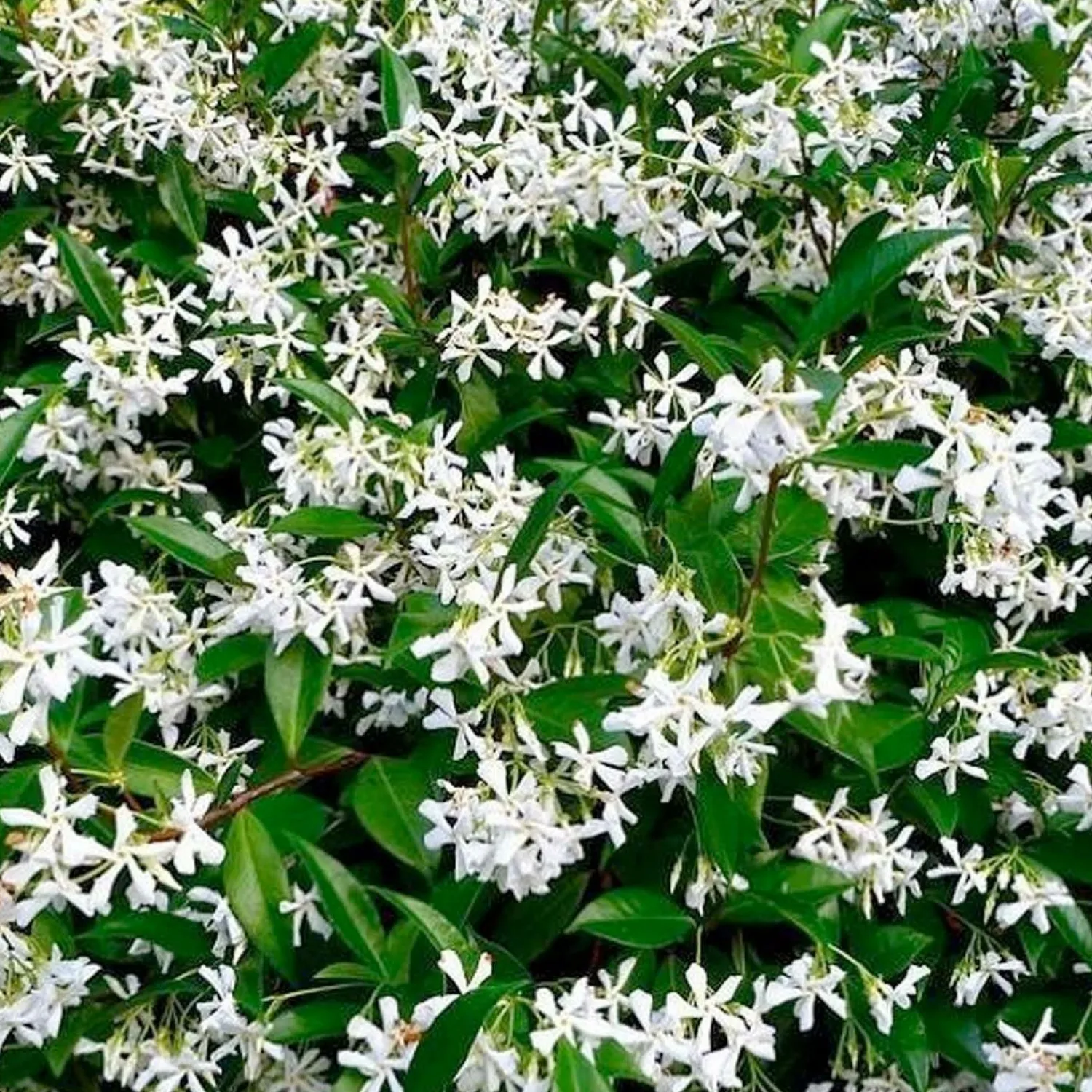 trachelospermum_jasminoides__star_jasmine___gallon_0.webp Trachelospermum Jasminoides - Star Jasmine - 5 Gallon>Roger's Gardens Best Sale