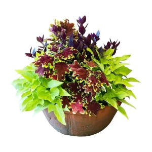 Traditional Fall Color In Large Redstone Bowl>Roger's Gardens Fashion