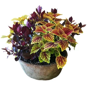 Traditional Fall Color In Medium Redstone Bowl>Roger's Gardens Hot