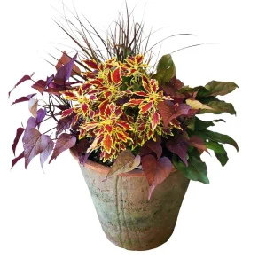 Traditional Fall Color In Redstone Flare Pot>Roger's Gardens New